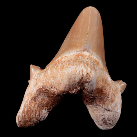 2.2" Otodus Obliquus Shark Fossil Tooth Specimen Oued Zem Morocco COA - Fossil Age Minerals