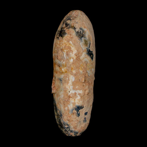 XL 2.1" Fossil Pine Cone Equicalastrobus Replaced By Agate Eocene Age Seeds Fruit - Fossil Age Minerals