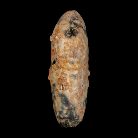 XL 2.1" Fossil Pine Cone Equicalastrobus Replaced By Agate Eocene Age Seeds Fruit - Fossil Age Minerals