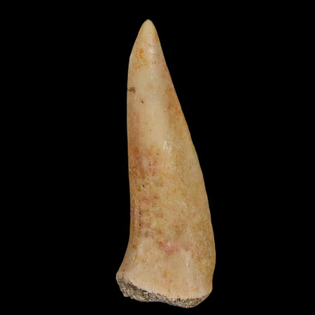 1.9" Saber Toothed Herring Fossil Fang Enchodus Libycus Cretaceous COA Stand