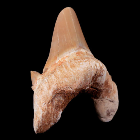 2.2" Otodus Obliquus Shark Fossil Tooth Specimen Oued Zem Morocco COA