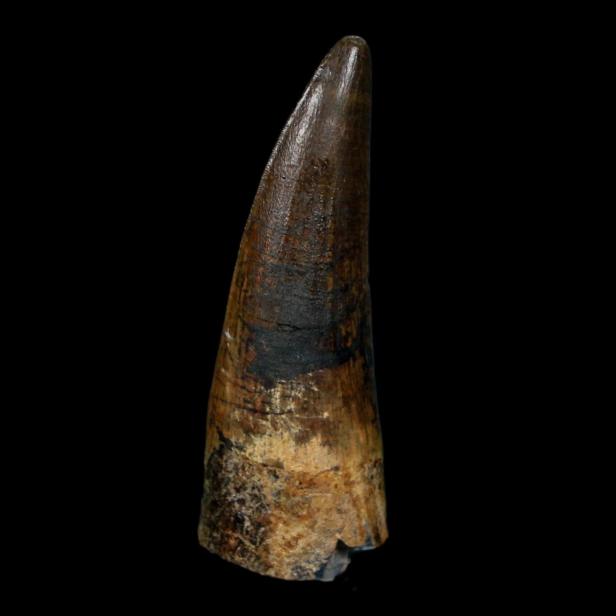 1.7" Suchomimus Fossil Tooth Cretaceous Spinosaurid Dinosaur Elraz FM Niger COA