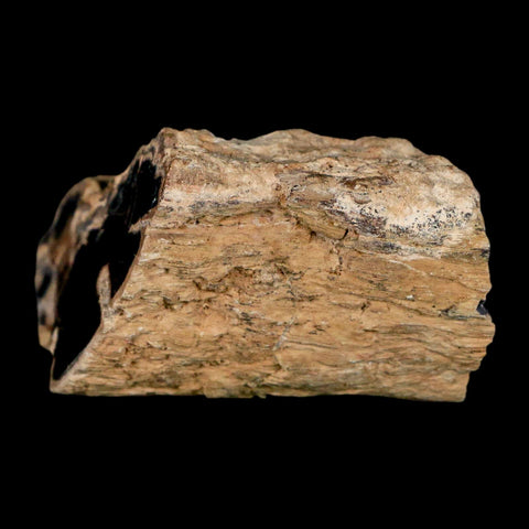1.7" Fossilized Blue Forest Petrified Wood Limb Branch Eden Wyoming 50 Mil Yrs Old - Fossil Age Minerals