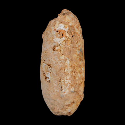 2" Fossil Pine Cone Equicalastrobus Replaced By Agate Eocene Age Seeds Fruit - Fossil Age Minerals