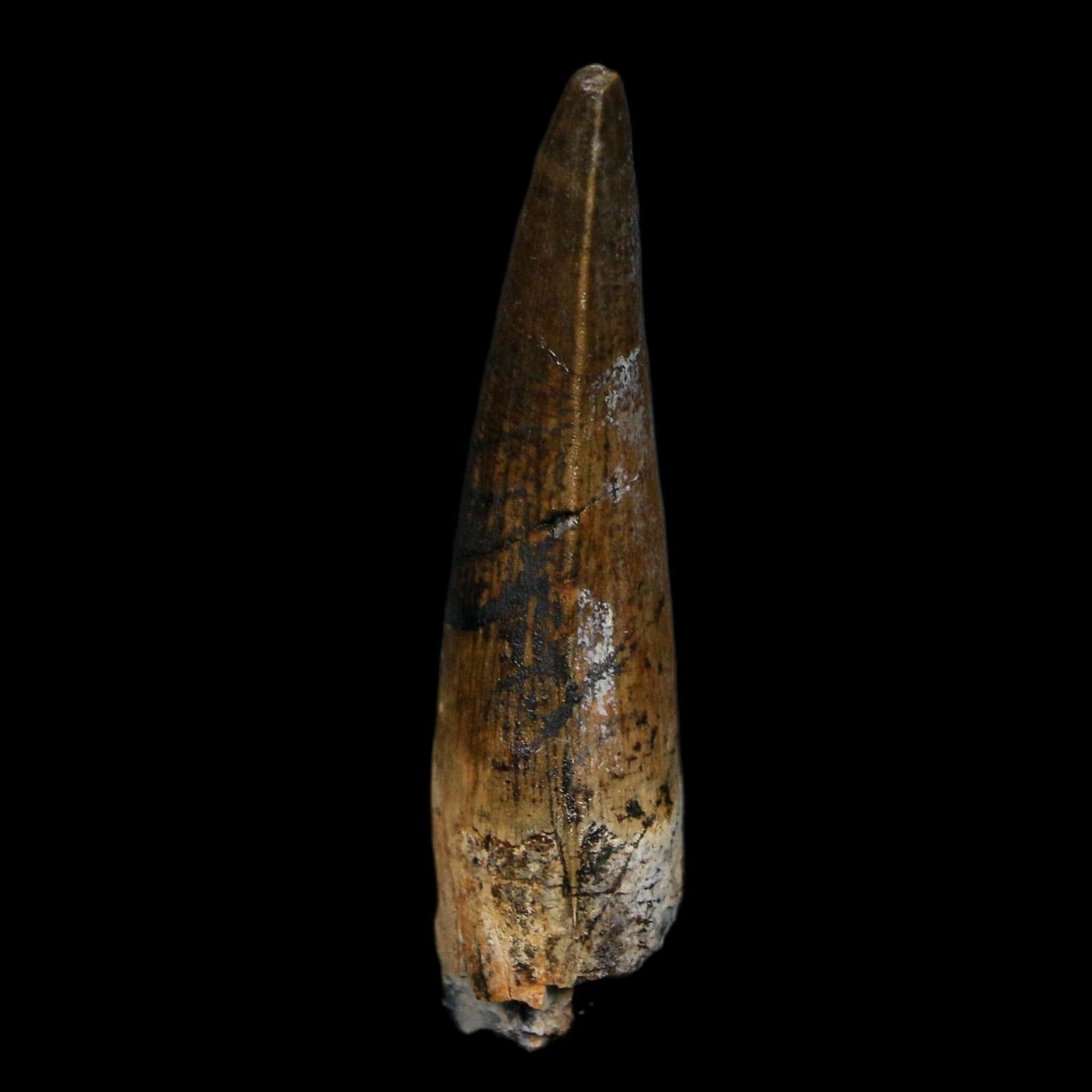 1.7" Suchomimus Fossil Tooth Cretaceous Spinosaurid Dinosaur Elraz FM Niger COA