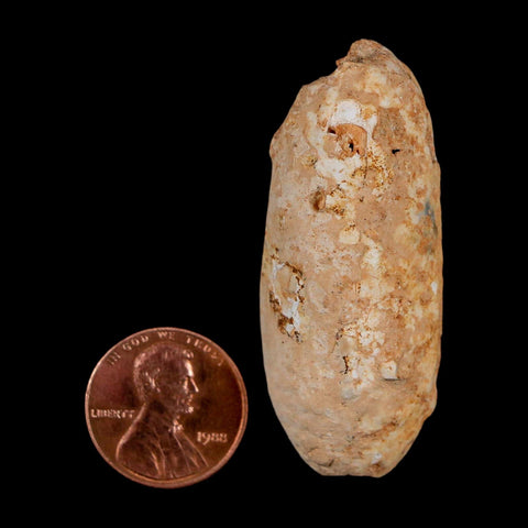 2" Fossil Pine Cone Equicalastrobus Replaced By Agate Eocene Age Seeds Fruit - Fossil Age Minerals