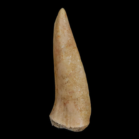 1.9" Saber Toothed Herring Fossil Fang Enchodus Libycus Cretaceous COA Stand