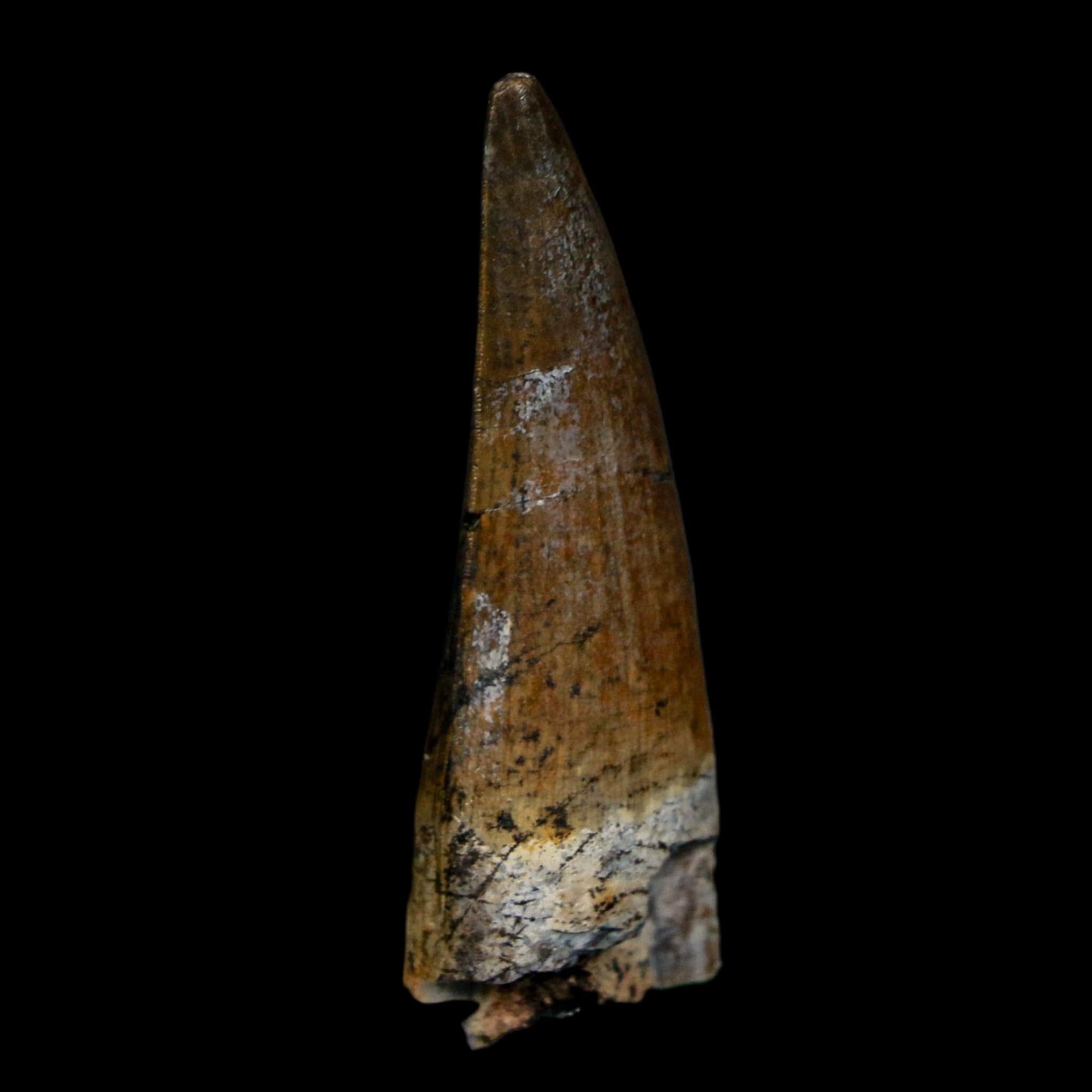 1.7" Suchomimus Fossil Tooth Cretaceous Spinosaurid Dinosaur Elraz FM Niger COA