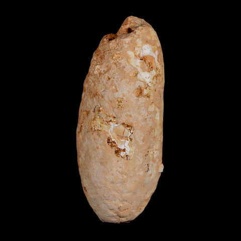 2" Fossil Pine Cone Equicalastrobus Replaced By Agate Eocene Age Seeds Fruit - Fossil Age Minerals