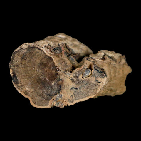 1.7" Fossilized Blue Forest Petrified Wood Limb Branch Eden Wyoming 50 Mil Yrs Old - Fossil Age Minerals