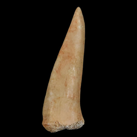 1.9" Saber Toothed Herring Fossil Fang Enchodus Libycus Cretaceous COA Stand