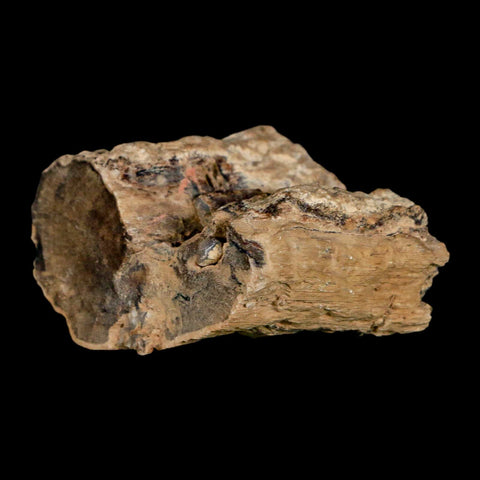 1.7" Fossilized Blue Forest Petrified Wood Limb Branch Eden Wyoming 50 Mil Yrs Old - Fossil Age Minerals