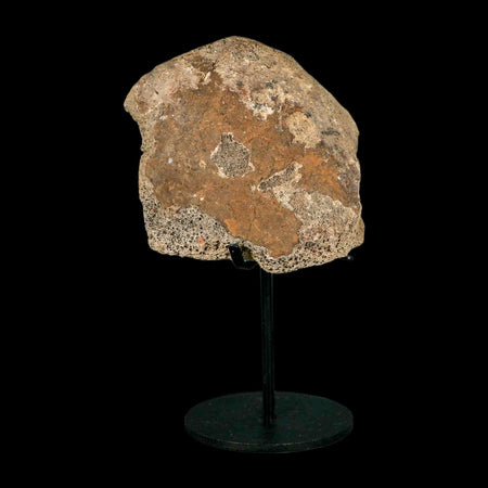 4.1" Triceratops Fossil Tibia Bone Lance Creek FM Cretaceous Dinosaur WY COA Stand