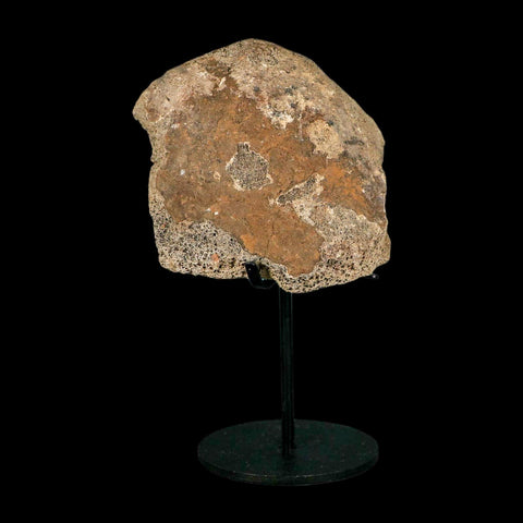 4.1" Triceratops Fossil Tibia Bone Lance Creek FM Cretaceous Dinosaur WY COA Stand