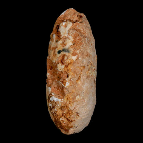 2" Fossil Pine Cone Equicalastrobus Replaced By Agate Eocene Age Seeds Fruit - Fossil Age Minerals