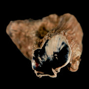 2.4" Fossilized Blue Forest Petrified Wood Limb Branch Eden Wyoming 50 Mil Yrs Old
