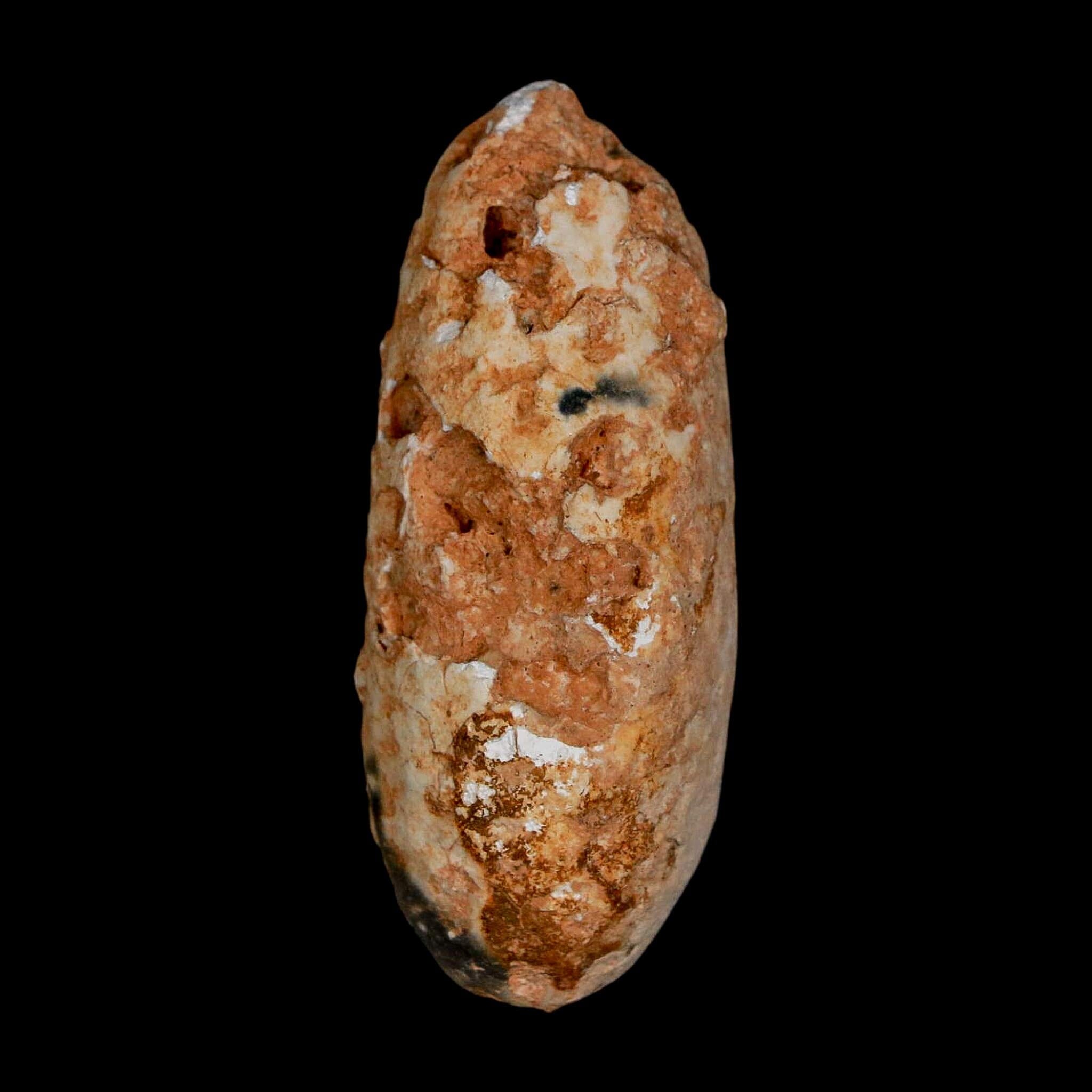 2" Fossil Pine Cone Equicalastrobus Replaced By Agate Eocene Age Seeds Fruit - Fossil Age Minerals