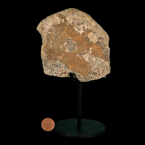4.1" Triceratops Fossil Tibia Bone Lance Creek FM Cretaceous Dinosaur WY COA Stand