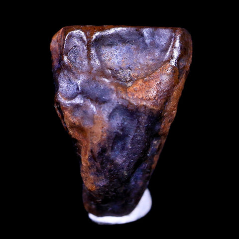 0.6" Centrosaurus Fossil Tooth Judith River FM Cretaceous Dinosaur COA, Display - Fossil Age Minerals