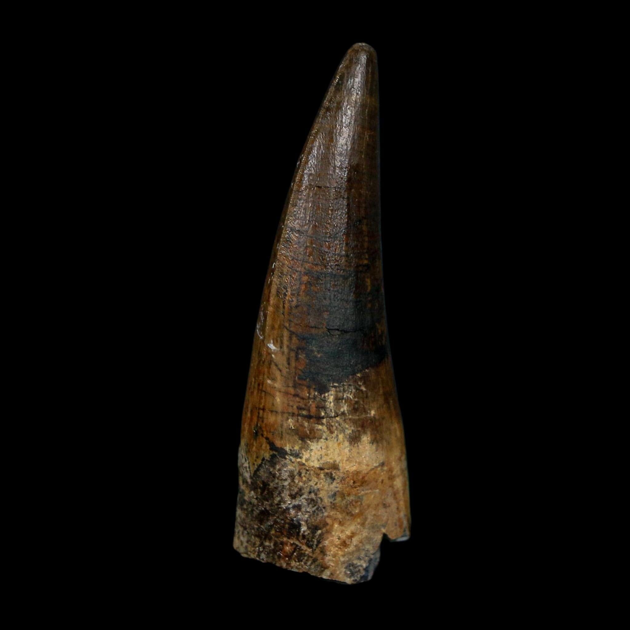 1.7" Suchomimus Fossil Tooth Cretaceous Spinosaurid Dinosaur Elraz FM Niger COA
