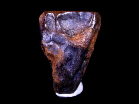 0.6" Centrosaurus Fossil Tooth Judith River FM Cretaceous Dinosaur COA, Display - Fossil Age Minerals