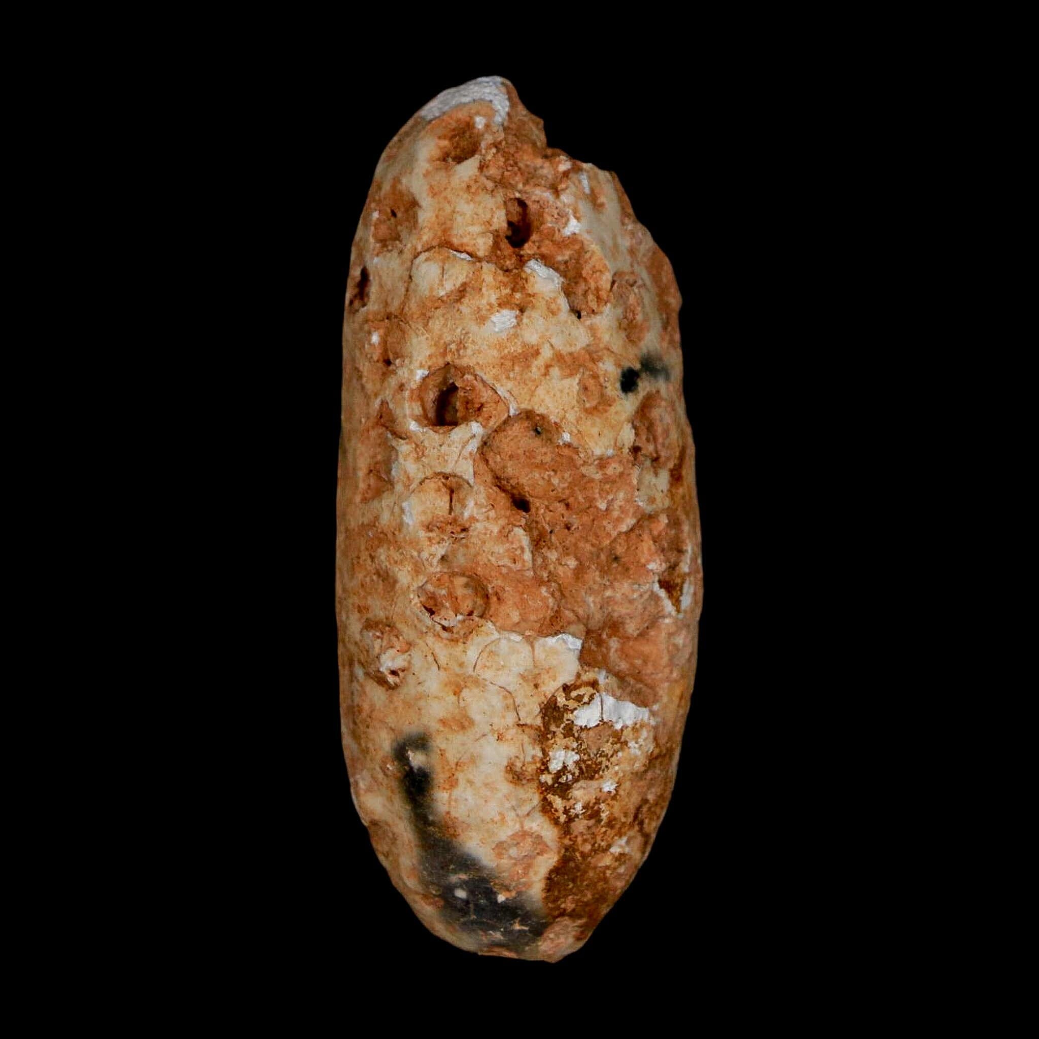 2" Fossil Pine Cone Equicalastrobus Replaced By Agate Eocene Age Seeds Fruit - Fossil Age Minerals