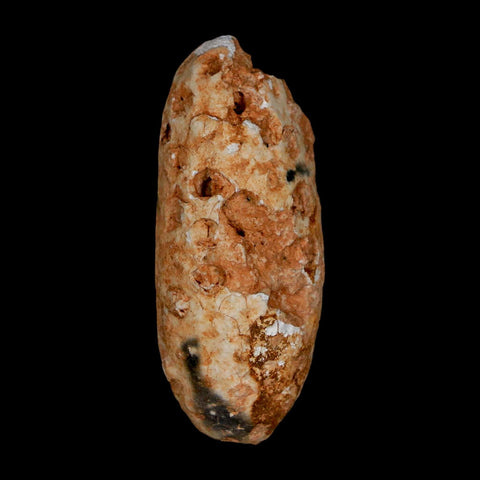 2" Fossil Pine Cone Equicalastrobus Replaced By Agate Eocene Age Seeds Fruit - Fossil Age Minerals