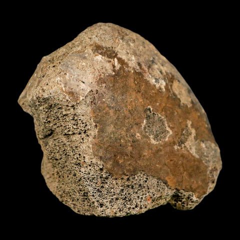 4.1" Triceratops Fossil Tibia Bone Lance Creek FM Cretaceous Dinosaur WY COA Stand