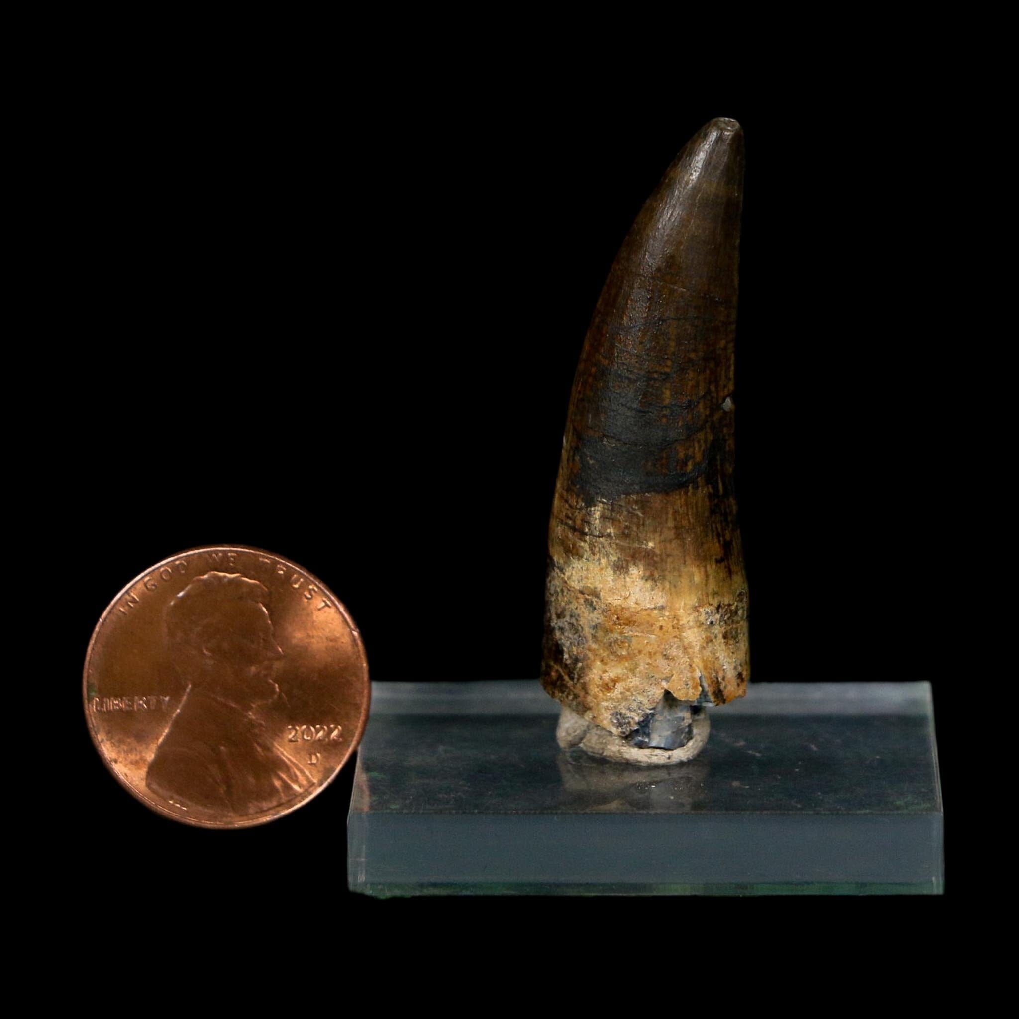 1.7" Suchomimus Fossil Tooth Cretaceous Spinosaurid Dinosaur Elraz FM Niger COA
