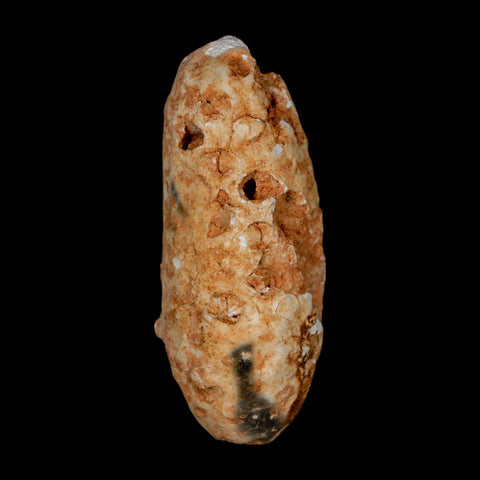 2" Fossil Pine Cone Equicalastrobus Replaced By Agate Eocene Age Seeds Fruit - Fossil Age Minerals