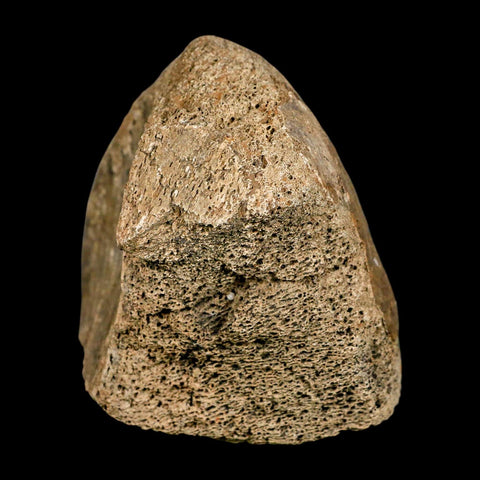 4.1" Triceratops Fossil Tibia Bone Lance Creek FM Cretaceous Dinosaur WY COA Stand