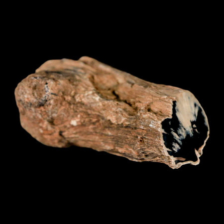 2.4" Fossilized Blue Forest Petrified Wood Limb Branch Eden Wyoming 50 Mil Yrs Old