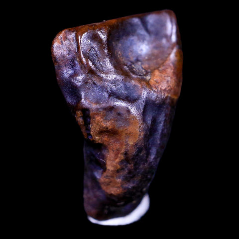 0.6" Centrosaurus Fossil Tooth Judith River FM Cretaceous Dinosaur COA, Display - Fossil Age Minerals