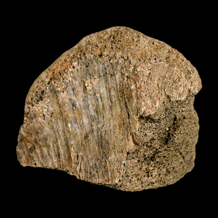 4.1" Triceratops Fossil Tibia Bone Lance Creek FM Cretaceous Dinosaur WY COA Stand