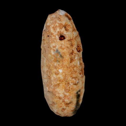 2" Fossil Pine Cone Equicalastrobus Replaced By Agate Eocene Age Seeds Fruit - Fossil Age Minerals