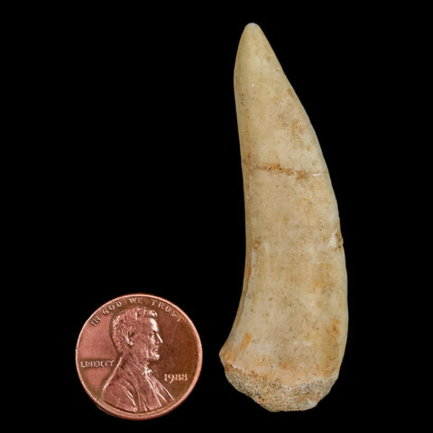 XL 2.3" Saber Toothed Herring Fossil Fang Enchodus Libycus Cretaceous COA Stand