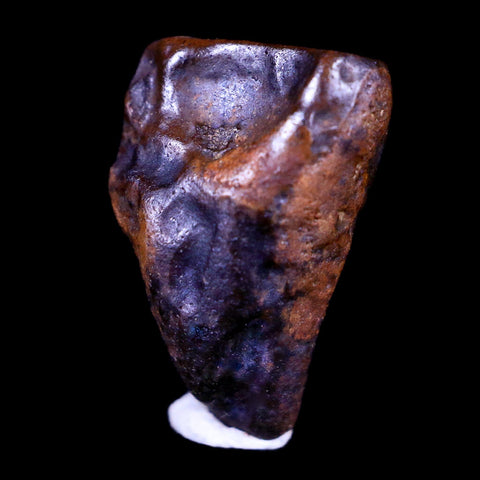 0.6" Centrosaurus Fossil Tooth Judith River FM Cretaceous Dinosaur COA, Display - Fossil Age Minerals