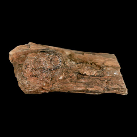 2.4" Fossilized Blue Forest Petrified Wood Limb Branch Eden Wyoming 50 Mil Yrs Old - Fossil Age Minerals