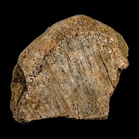 4.1" Triceratops Fossil Tibia Bone Lance Creek FM Cretaceous Dinosaur WY COA Stand