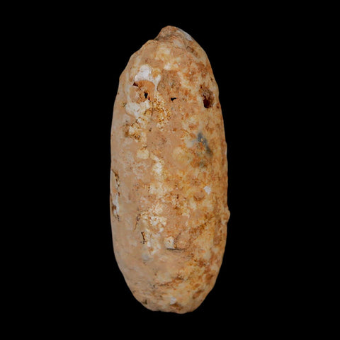 2" Fossil Pine Cone Equicalastrobus Replaced By Agate Eocene Age Seeds Fruit - Fossil Age Minerals