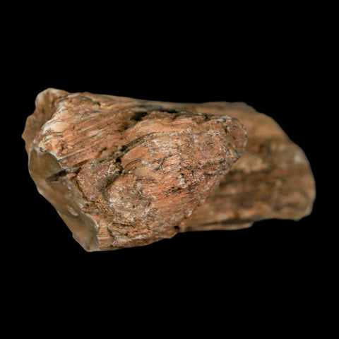 2.4" Fossilized Blue Forest Petrified Wood Limb Branch Eden Wyoming 50 Mil Yrs Old - Fossil Age Minerals