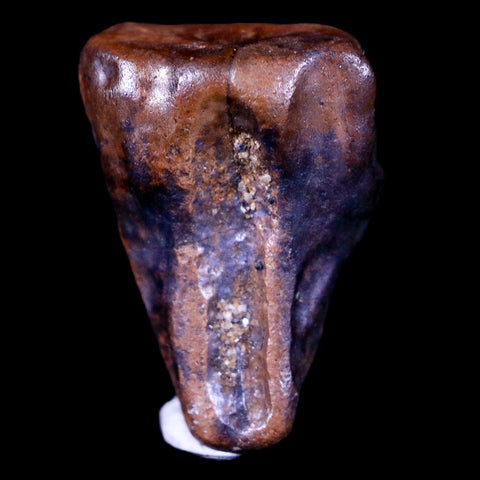 0.6" Centrosaurus Fossil Tooth Judith River FM Cretaceous Dinosaur COA, Display - Fossil Age Minerals
