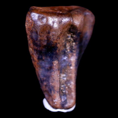 0.6" Centrosaurus Fossil Tooth Judith River FM Cretaceous Dinosaur COA, Display - Fossil Age Minerals