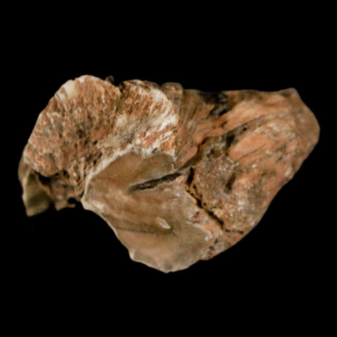 2.4" Fossilized Blue Forest Petrified Wood Limb Branch Eden Wyoming 50 Mil Yrs Old - Fossil Age Minerals