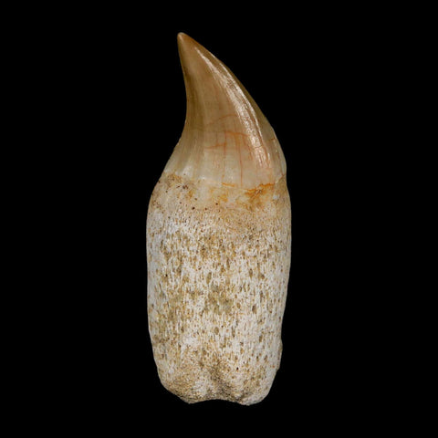 2" Halisaurus Walkeri Mosasaur Fossil Tooth Rooted Cretaceous Dinosaur Era COA - Fossil Age Minerals