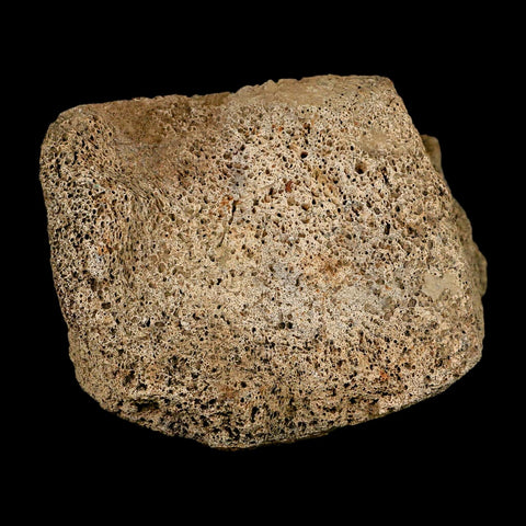 4.1" Triceratops Fossil Tibia Bone Lance Creek FM Cretaceous Dinosaur WY COA Stand