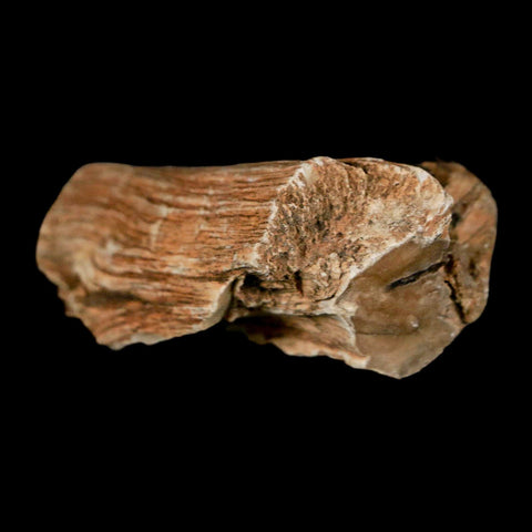 2.4" Fossilized Blue Forest Petrified Wood Limb Branch Eden Wyoming 50 Mil Yrs Old - Fossil Age Minerals