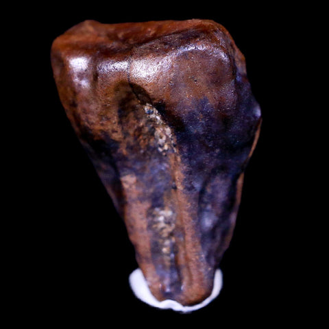 0.6" Centrosaurus Fossil Tooth Judith River FM Cretaceous Dinosaur COA, Display - Fossil Age Minerals