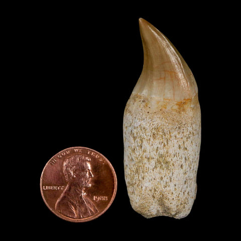 2" Halisaurus Walkeri Mosasaur Fossil Tooth Rooted Cretaceous Dinosaur Era COA - Fossil Age Minerals