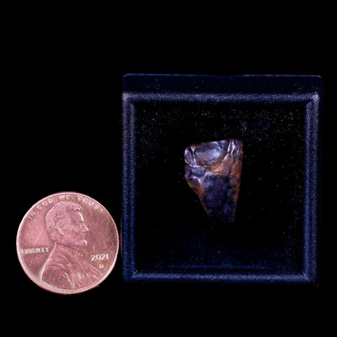 0.6" Centrosaurus Fossil Tooth Judith River FM Cretaceous Dinosaur COA, Display - Fossil Age Minerals